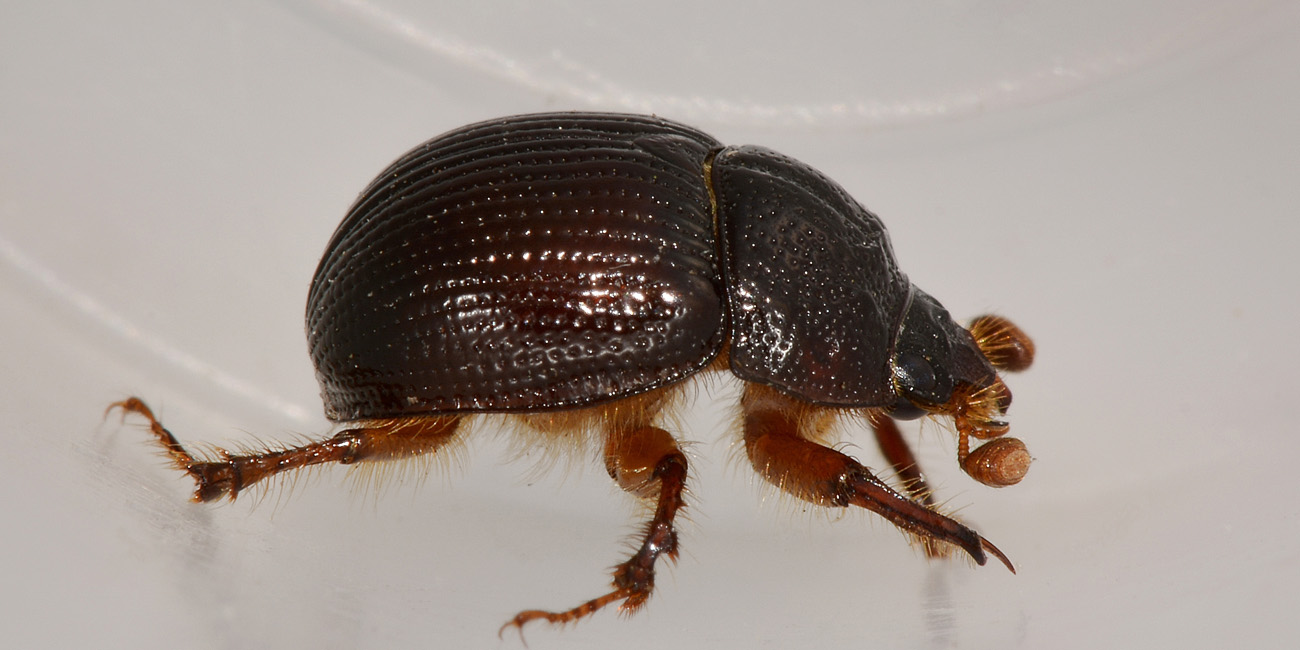 Odonteus armiger, femmina  (Geotrupidae)